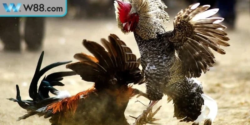 Đá Gà Cựa Sắt Kinh Nghiệm Và Kỹ Thuật Nuôi Cực Chuẩn 3 Chiến thuật thi đấu hay tại đá gà cựa sắt