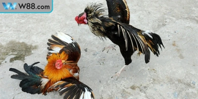 Đá Gà Cựa Sắt Kinh Nghiệm Và Kỹ Thuật Nuôi Cực Chuẩn 2 Yếu tố ảnh hưởng đến kết quả thi đấu đá gà cựa sắt